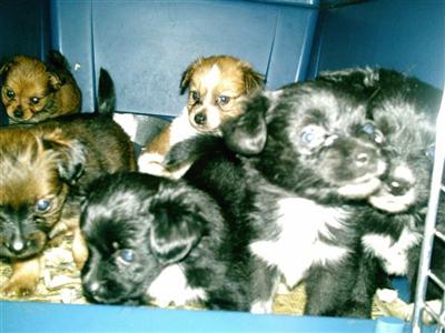 Puppies in NJ